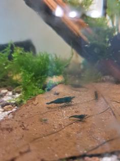 Neocaridina davidi Dark GreenJade  (Süßwasser Garnelen)