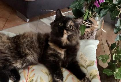 Katze Dori sucht ein liebevolles Zuhause …