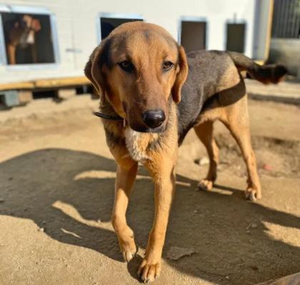 Elpizo sucht ein passendes Zuhause