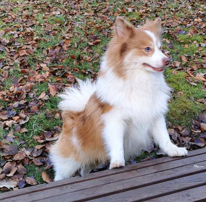 Großspitzwelpen gescheckt 06331258619