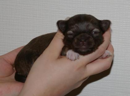 Chihuahuawelpen mit Ahnenetafel vom seriösen Züchter