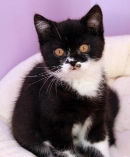 BKH Kitten 2 Kater & 1 Katze, 4 Monate alt mit Stammbaum