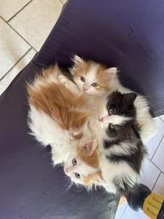 Main Coon - Perser Babys