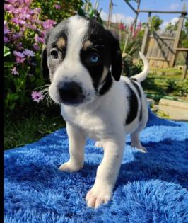 Milka sucht ein passendes Zuhause