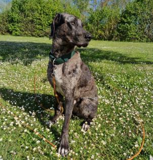 KENAI - Doggen-Mix - 2 Jahre - Tierhilfe-Franken e.V.
