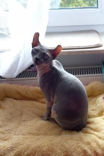 Deckkater, Kanadischer Sphynx
