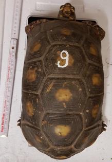 Köhlerschildkröte Chelonoidis carbonarius