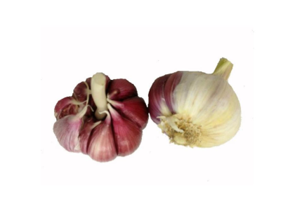 Violetter Knoblauch aus Las Pedroñeras
