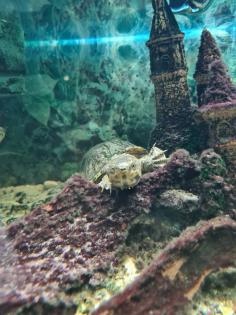 Wasserschildkröte inkl. Aquarium & Zubehör