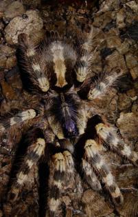 Hi verkaufe meine 3 Poecilotheria