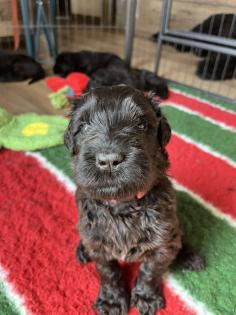 Schwarzer Terrier welpen zu Verkaufen