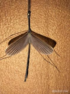 Pterulina distinctissima Nymphen