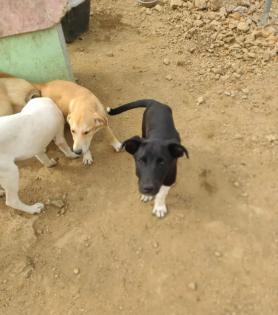 Fritz sucht ein passendes Zuhause