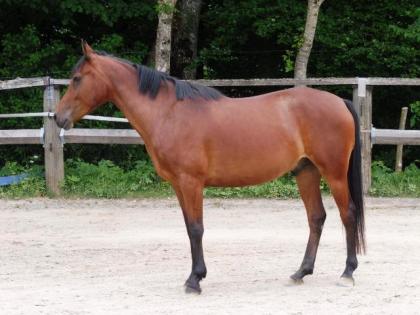 Shettys, Ponys, Reit- und Fahrpferde