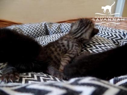 Melanistic F5 SBT Savannah Kitten