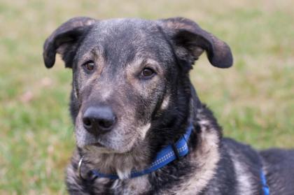 BUTCHI - Schäfer-Mix - 8 Jahre - Tierhilfe-Franken e.V.