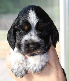 Cocker spaniel welpen auf der Suche nach Liebe.