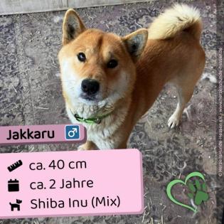 Jakkaru, sozial und ruhig
