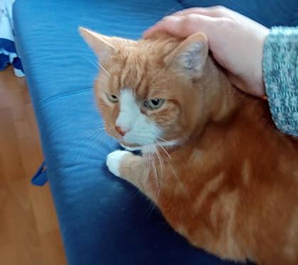 JONNY - Europäische Kurzhaar - 15 Jahre - Tierhilfe-Franken e.V.