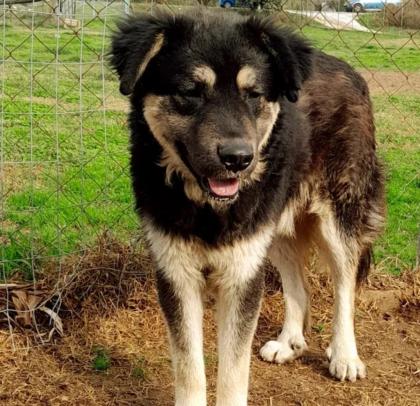 Milow - notfellchen sucht passendes Zuhause
