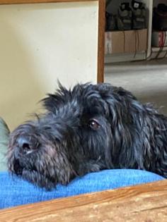 Wurfankündigung Giant Schnoodle/ Großpudel