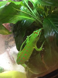 Madagaskar Taggecko Männchen