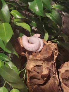 Kornnatter Schlangen