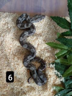 Cay Caulker Boa (Belize) Nachzuchten
