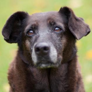 SANA - weiblich  7 Jahre  45 cm  19 kg  Mix  Gechipt  Kastriert