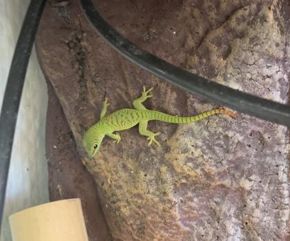 Phelsuma grandis (Geckos)