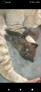 BKH/EHK Mix Kater ab 18.10 abgabebereit