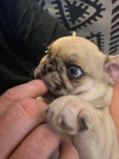 Mops Welpe, Retromops nach altdeutschem Vorbild