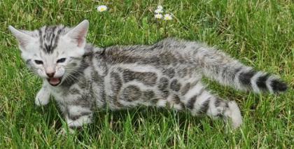 Reinrassige Black Silber Bengal Junge geboren.3.52022