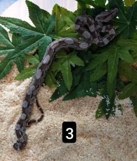 Cay Caulker Boa (Belize) Nachzuchten