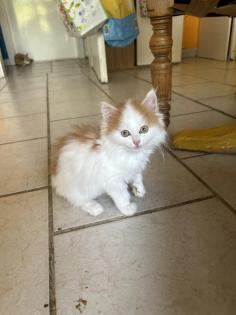 Main Coon - Perser Babys