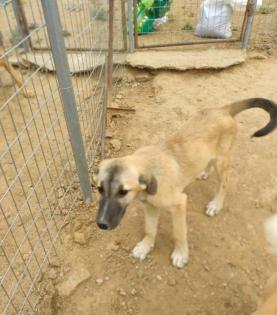 Momo sucht ein passendes Zuhause