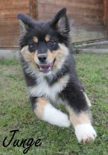 Reinrassige Australian Shepherd Welpen black-tri und red-tri