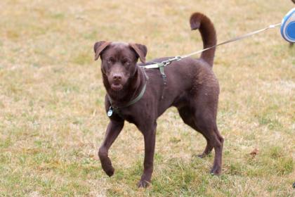 BRUNO - Husky-Mix-Weimaraner - 8 Monate - Tierhilfe-Franken e.V.