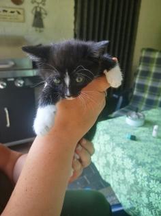Katzen Baby