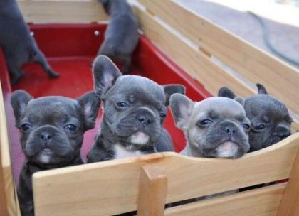 Blaue Französische bulldog Hündin und 1 Rüde mit tan gen und papieren