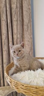 Bkh- kitten Bkh-kitten