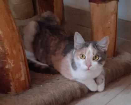 Coco – Glückskatze sucht dringend glückliches Zuhause! (aus dem Tierschutz / gec