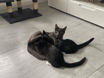 Kitten, Kätzchen, Junge, Waldkatze