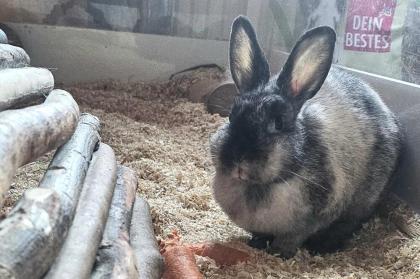 FINA - Zwergkaninchen -sucht neuen Partner - 9 Jahre - Tierhilfe-Franken e.V.