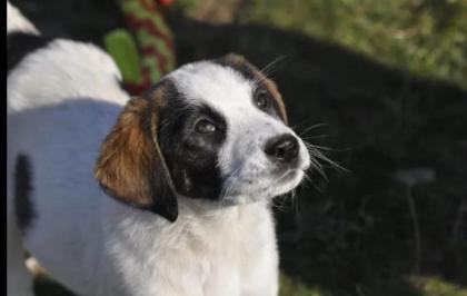 Loupie sucht ein passendes Zuhause
