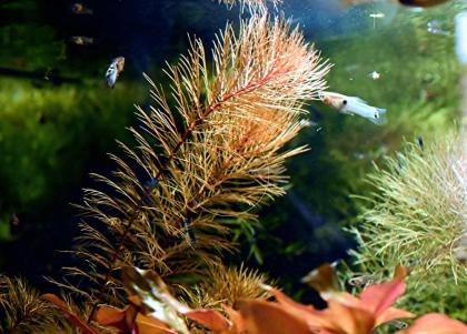 Rotes Mato Grosso Tausendblatt, Wasserpflanze, Versand/ Abholung