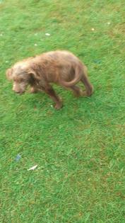 Labradoodle welpen f1 in schoko