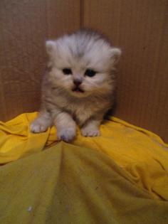 Perserkatzenbabys ab 14. Dezember2021 abzugeben , 2 Kater silver - shaded , 1 K