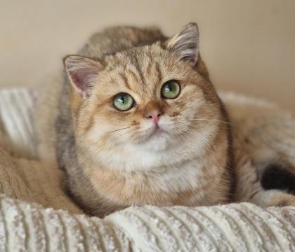 Bkh britisch kurzhaar kitten