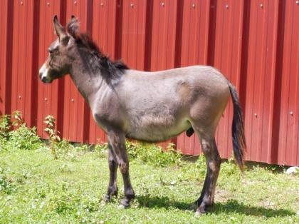 Shettys, Ponys, Reit- und Fahrpferde